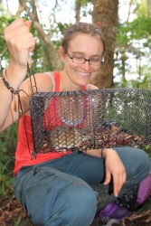 Piégeage de rats invasifs