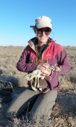 Suivi d'outardes houbaras au Kazakhstan
