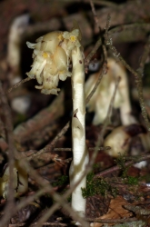 Monotropa hypopitys, ERICACEAE