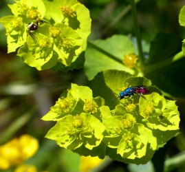 Chrysis ignita, Ordre des Hyménoptères.
Cette petite beauté cruelle aussi appelée guêpe coucou tient son nom du fait qu'elle ponde dans le nid de son hôte (une autre espèce de guêpe). Lorsque ses œufs éclosent, les larves dévorent les œufs et larves de l'hôte ainsi que les réserves de nourriture qui étaient destinées à l'élevage des larves de l'hôte.
