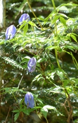 Clematis alpina, RANUNCULACEAE