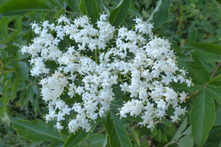 Sambucus nigra