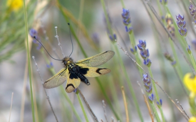 Libelloides longicornis, ASCALAPHIDAE