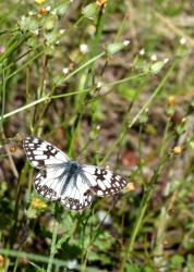 Melanargia occitanica
