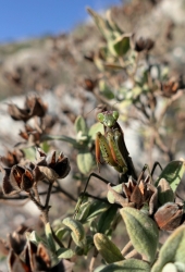 Mantis religiosa, MANTIDAE