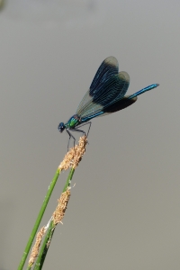 Calopteryx splendens mâle, une jolie demoiselle.