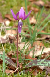Erythronium dens-canis, LILIACEAE