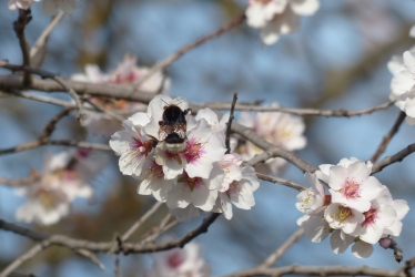 Bombus terrestris, APIDAE