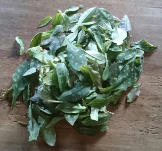 Pulmonaria officinalis