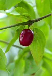 Cornus mas