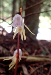 Epipogium aphyllum, ORCHIDACEAE